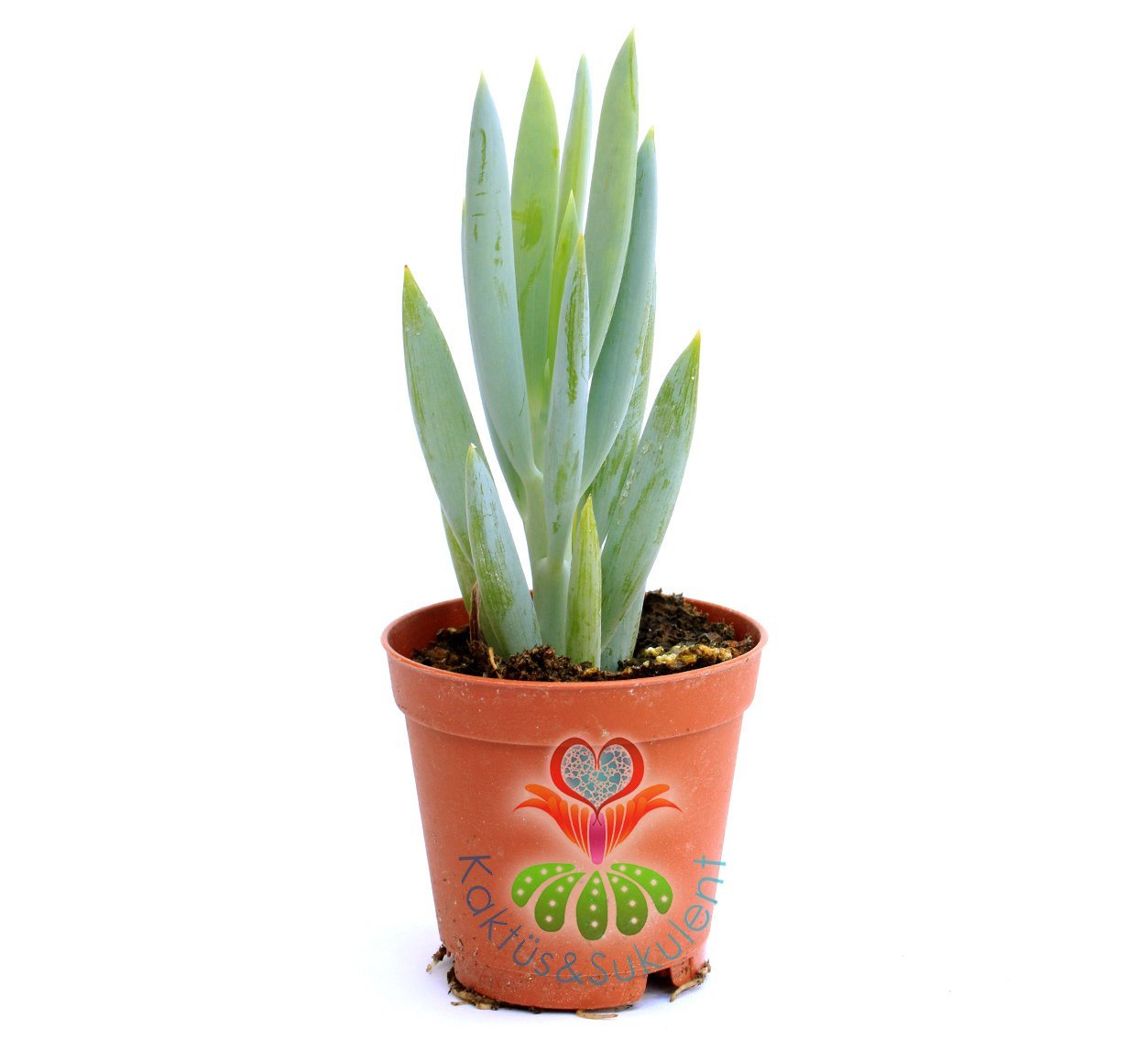 Senecio (Klenia) Mandraliscae -Mavi Renk Çubuk Sukkulent 5,5 cm saksıda-Teraryum, Kaktus,