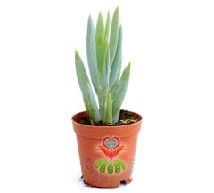 Senecio (Klenia) Mandraliscae -Mavi Renk Çubuk Sukkulent 5,5 cm saksıda-Teraryum, Kaktus,