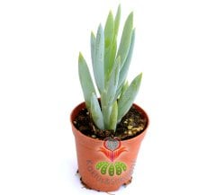 Senecio (Klenia) Mandraliscae -Mavi Renk Çubuk Sukkulent 5,5 cm saksıda-Teraryum, Kaktus,