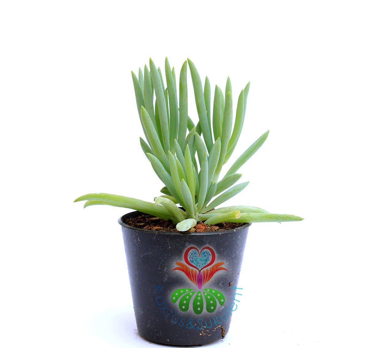 Senecio (Klenia) Mandraliscae-İnce Çubuk Mavi Renk Sukkulent 5,5 cm saksıda-Teraryum,Kaktus