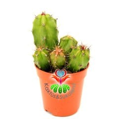 Kaktüs, Trichocereus Spachianus Parlak Canlı Renkli Uzayarak Büyür -5,5 cm Saksıda En Az 3 Kök