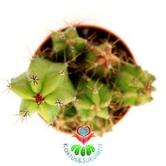 Kaktüs, Trichocereus Spachianus Parlak Canlı Renkli Uzayarak Büyür -5,5 cm Saksıda En Az 3 Kök
