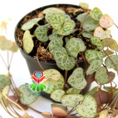 Kalp Kalbe Karşı Çiçeği ,Ceropegia Woodii 7,5 cm Saksıda Birçok Kök 25+ cm Uzunlukta Dallar - İthal-1. Sınıf Bitki