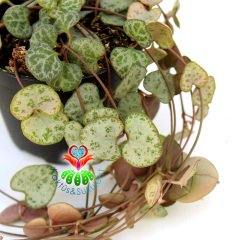 Kalp Kalbe Karşı Çiçeği ,Ceropegia Woodii 7,5 cm Saksıda Birçok Kök 25+ cm Uzunlukta Dallar - İthal-1. Sınıf Bitki