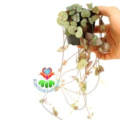 Kalp Kalbe Karşı Çiçeği ,Ceropegia Woodii 7,5 cm Saksıda Birçok Kök 25+ cm Uzunlukta Dallar - İthal-1. Sınıf Bitki