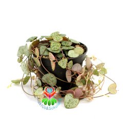 Kalp Kalbe Karşı Çiçeği ,Ceropegia Woodii 7,5 cm Saksıda Birçok Kök 25+ cm Uzunlukta Dallar - İthal-1. Sınıf Bitki