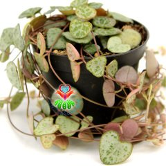 Kalp Kalbe Karşı Çiçeği ,Ceropegia Woodii 7,5 cm Saksıda Birçok Kök 25+ cm Uzunlukta Dallar - İthal-1. Sınıf Bitki