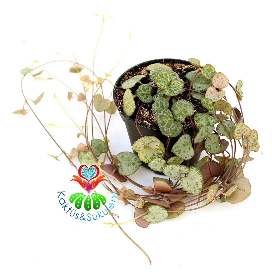 Kalp Kalbe Karşı Çiçeği ,Ceropegia Woodii 7,5 cm Saksıda Birçok Kök 25+ cm Uzunlukta Dallar - İthal-1. Sınıf Bitki