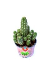 Chamaecereus Silvestrii Hybrid-8,5 cm Saksıda-Açık Turuncu Renk Çiçek Açar - 1. Sınıf İthal