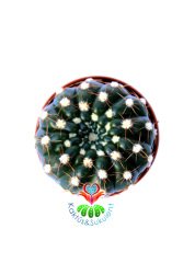 Notocactus Uebelmannianus f. Inermis-Dikensiz Pamuklu  Kaktüs 5,5 cm Saksı Dolusu