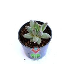 Pachyphytum Compactum -Mükemmel Formlu Rozet Sukkulent- 5,5 cm saksıda-Teraryum,Kaktus