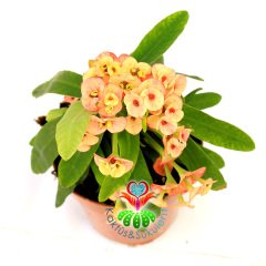 Euphorbia Milii -Dikenler Tacı Çiçeği- 8 cm Saksıda -Çiçekli İthal- Büyük Boy