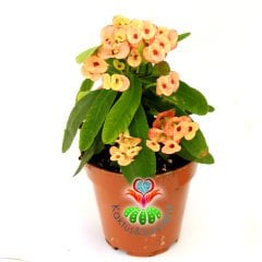 Euphorbia Milii -Dikenler Tacı Çiçeği- 8 cm Saksıda -Çiçekli İthal- Büyük Boy