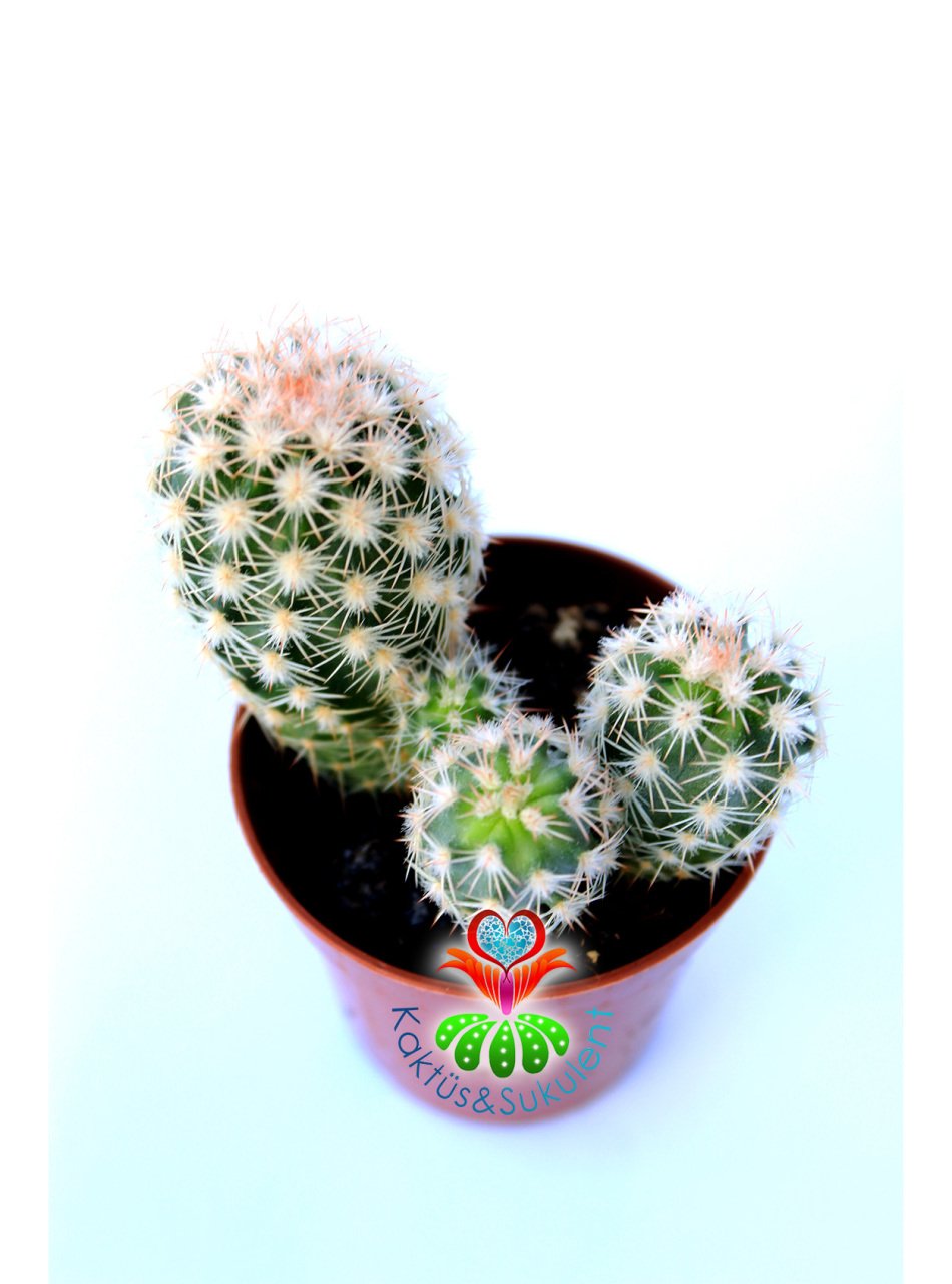 Echinocereus Adustus-Mükemmel Mor Renk Çiçek Açar En az Üçlü Form- Özel Tür 5,5 cm Saksıda
