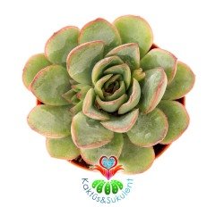 Echeveria Pulidonis-Açık Yeşil Uçları Kırmızı Yapraklı - 5,5 cm saksıda-Teraryum,Kaktus