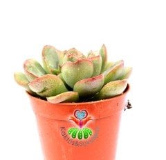 Echeveria Pulidonis-Açık Yeşil Uçları Kırmızı Yapraklı - 5,5 cm saksıda-Teraryum,Kaktus