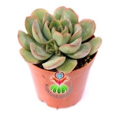 Echeveria Pulidonis-Açık Yeşil Uçları Kırmızı Yapraklı - 5,5 cm saksıda-Teraryum,Kaktus
