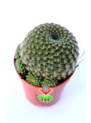 Kaktüs,Rebutia Minuscula- Muhteşem Çiçek Açar-5,5 cm Saksıda-Saksı Dolusu Kaktüs