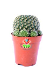 Kaktüs,Rebutia Minuscula- Muhteşem Çiçek Açar-5,5 cm Saksıda-Saksı Dolusu Kaktüs