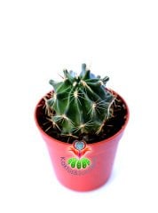 Kaktüs,Ferocactus Macrodiscus-5,5 cm saksılı,Mor Renk Çiçek Açar