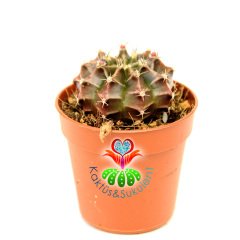 Kaktüs, Gymnocalycium Mihanovichii Friedrichii 5,5 cm Saksıda -Çizgili Farklı Renk Tonlarında -Tomurcuklu