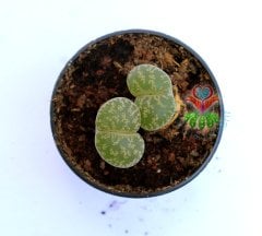 Lithops Leslei Green-Yaşayan Taş Kaktüs-Mesemb-Altıntaş-Sarı Renk Çiçek Açar-5,5 cm Saksıda-Litops