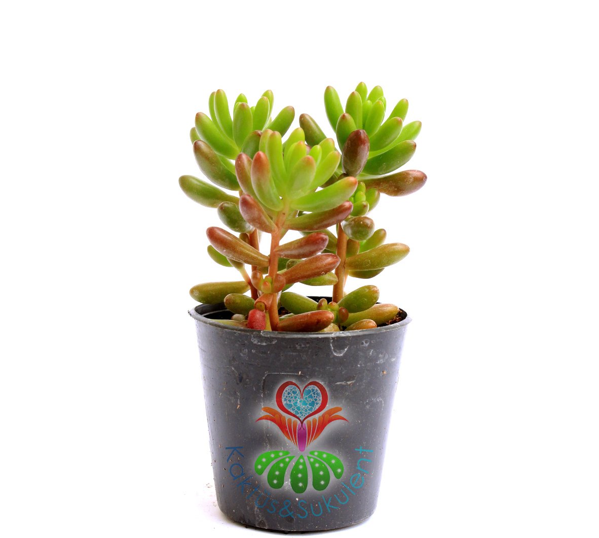 Sedum Rubrotinctum -Güneşte Kırmızılaşır-Dayanıklı Tür -5,5 cm saksıda-Sukulent, Kaktus,