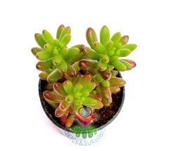 Sedum Rubrotinctum -Güneşte Kırmızılaşır-Dayanıklı Tür -5,5 cm saksıda-Sukulent, Kaktus,