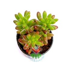 Sedum Rubrotinctum -Güneşte Kırmızılaşır-Dayanıklı Tür -5,5 cm saksıda-Sukulent, Kaktus,
