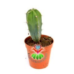 Mavi Kaktüs,Myrtillocactus Geometrizans 5,5 cm saksıda-Aşı Altlığı İçin Kullanılabilir