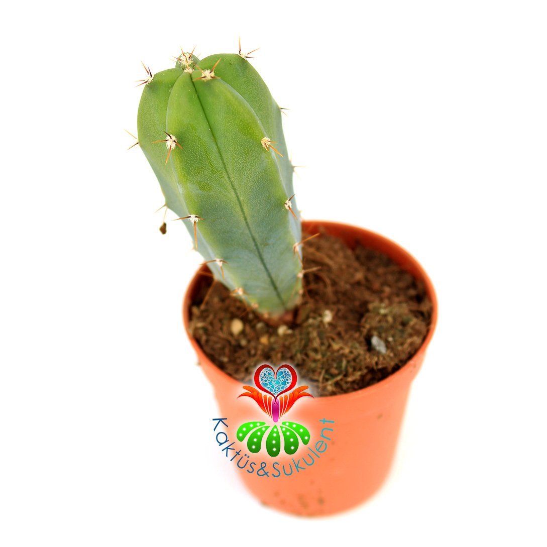 Mavi Kaktüs,Myrtillocactus Geometrizans 5,5 cm saksıda-Aşı Altlığı İçin Kullanılabilir