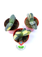 Gasteria Gracilis Variegata Doğal Sarı-Yeşil Renkli Nadir Tür -5,5 cm Saksıda Yavruları Sarı Renkli Çıkar