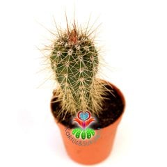 Kaktüs, Pachycereus Pringlei - 5,5 cm Saksıda- Gri Dikenli - Devasa Boyutlara Ulaşabilen Kaktus