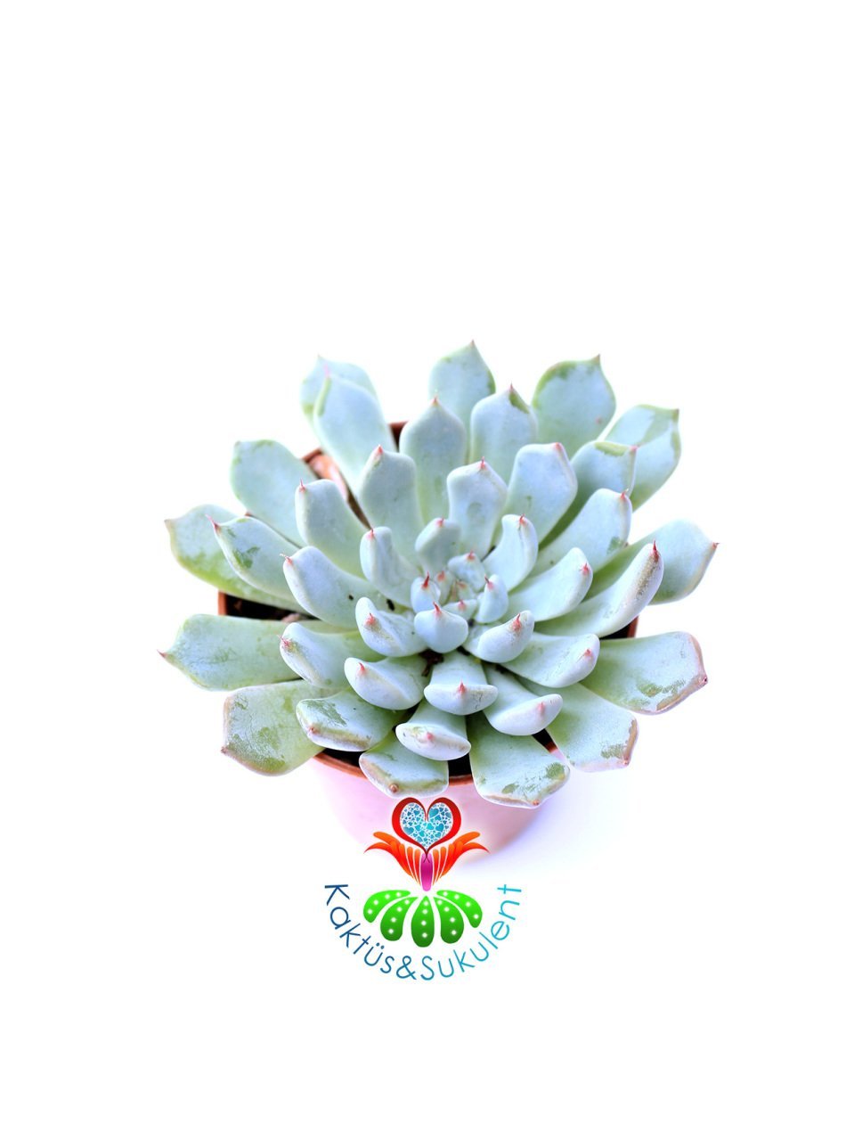 Pachyphytum Blue Beam Hybrid Tür 5,5 cm Saksılı Nadir Mavimsi Sukulent