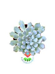 Pachyphytum Blue Beam Hybrid Tür 5,5 cm Saksılı Nadir Mavimsi Sukulent