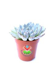 Pachyphytum Blue Beam Hybrid Tür 5,5 cm Saksılı Nadir Mavimsi Sukulent