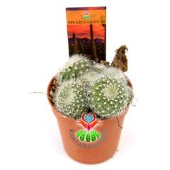 Kaktüs, Rebutia Muscula-5,5 cm Saksıda-Turuncu Renk Çiçek Açar Minik Beyaz Dikenli