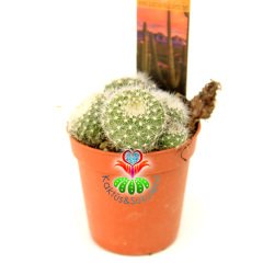 Kaktüs, Rebutia Muscula-5,5 cm Saksıda-Turuncu Renk Çiçek Açar Minik Beyaz Dikenli