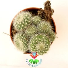Kaktüs, Rebutia Muscula-5,5 cm Saksıda-Turuncu Renk Çiçek Açar Minik Beyaz Dikenli