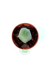 Trichocereus Bridgesii f. Monstruosus 'Penis Plant'-Sıradışı Formlu Koleksiyonluk Kaktüs-5,5 cm Saksıda