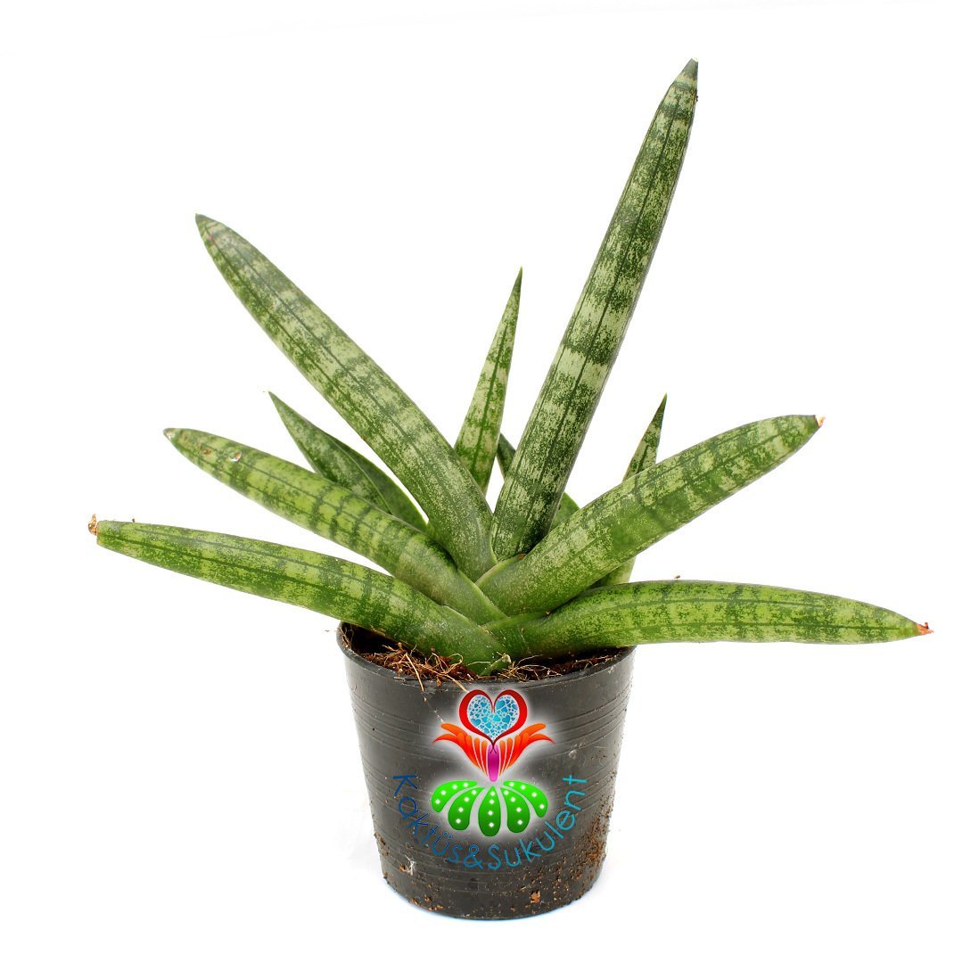 Sukulent, Sansevieria Cylindrica Skyline -El Formlu Paşa Kılıcı-8,5 cm saksıda-20+ cm Büyüklük-Teraryum,Kaktüs