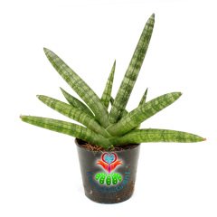 Sukulent, Sansevieria Cylindrica Skyline -El Formlu Paşa Kılıcı-8,5 cm saksıda-20+ cm Büyüklük-Teraryum,Kaktüs
