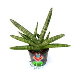 Sukulent, Sansevieria Cylindrica Skyline -El Formlu Paşa Kılıcı-8,5 cm saksıda-20+ cm Büyüklük-Teraryum,Kaktüs