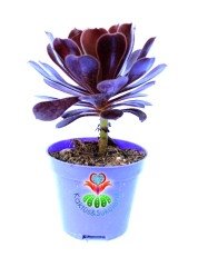 Aeonium Arboreum SCHWARZKOPF -Siyah Gül - 8,5 cm Saksıda- Teraryum,Kaktüs