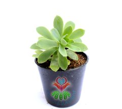 Echeveria Green Prince -Yumuşak Yeşil-Bol Yavru Verir- 5,5 cm Saksıda- Teraryum,Kaktüs