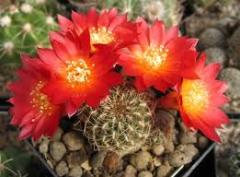 Kaktüs, Sulcorebutia Tunariensis Alev Rengi Çiçek Açar-5,5 cm Saksıda Nadir Tür