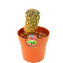 Kaktüs, Sulcorebutia Tunariensis Alev Rengi Çiçek Açar-5,5 cm Saksıda Nadir Tür