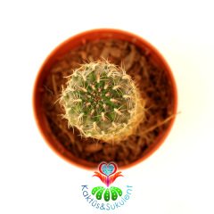 Kaktüs, Sulcorebutia Tunariensis Alev Rengi Çiçek Açar-5,5 cm Saksıda Nadir Tür