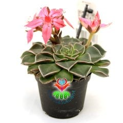 Graptopetalum Bellum - Tacitus Bellus 7 cm Saksıda Mükemmel Çiçekli - Tomurcuklu Çok Naadir Tür Sukulent