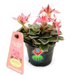 Graptopetalum Bellum - Tacitus Bellus 7 cm Saksıda Mükemmel Çiçekli - Tomurcuklu Çok Naadir Tür Sukulent